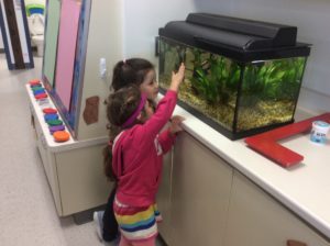 two little girls looking at aquarium in classroom