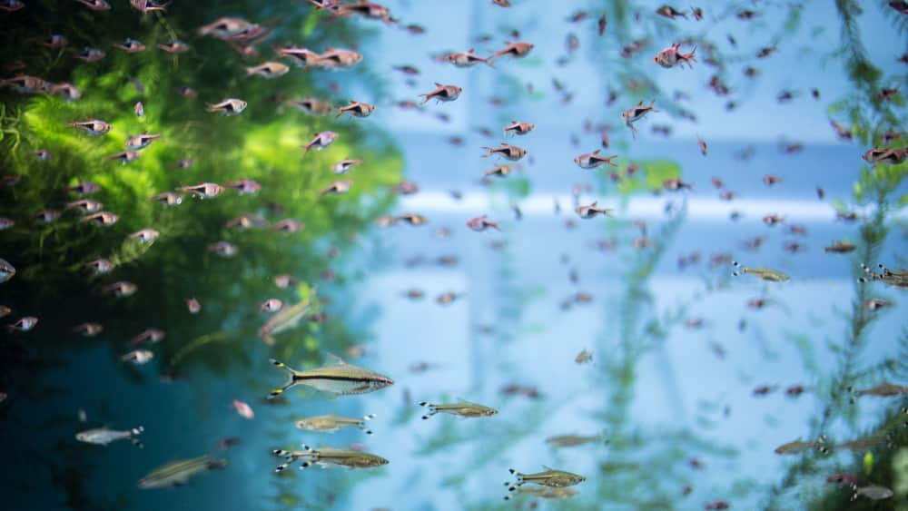 Tank full of Harlequin Rasboras