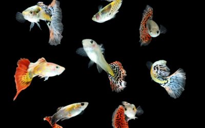 SHOW GUPPY STANDARDS