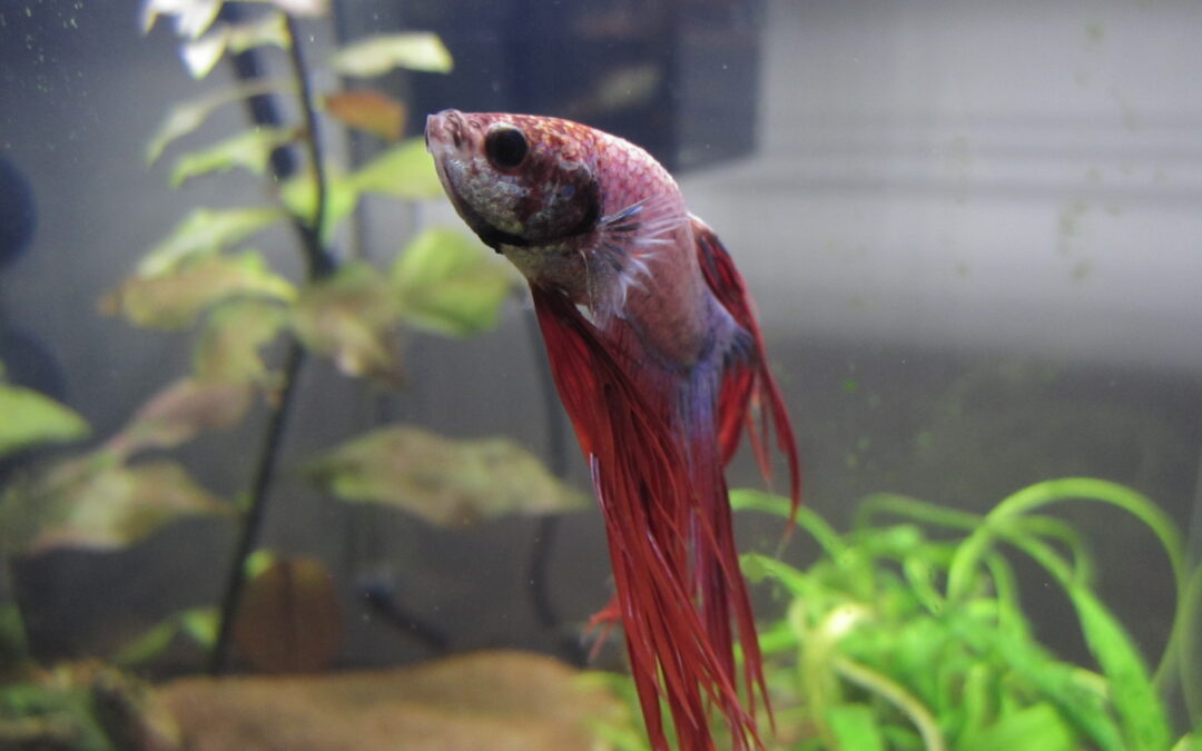 Betta