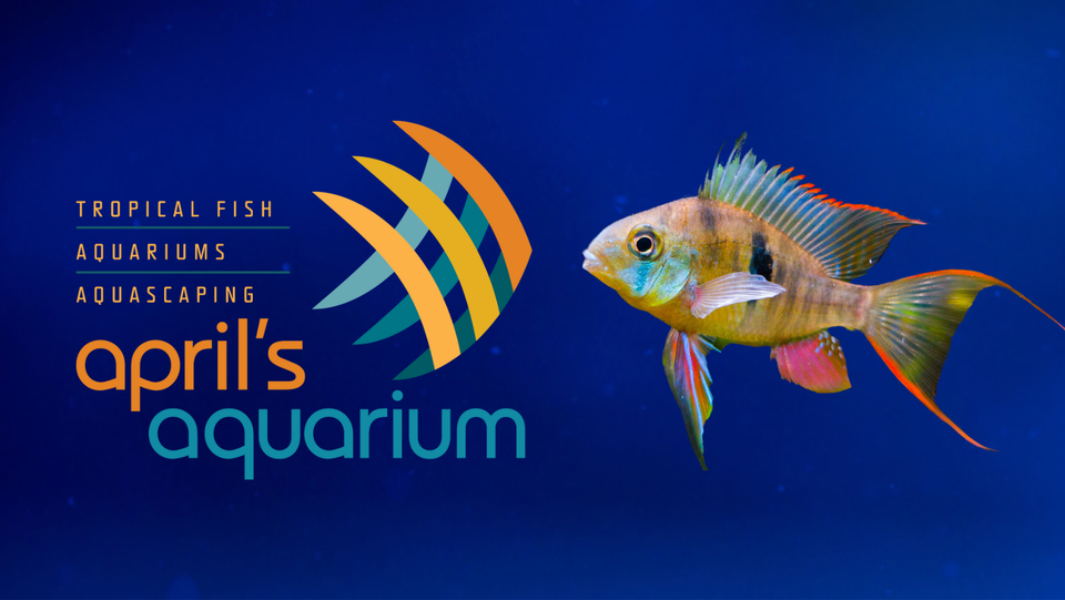 April's Aquarium