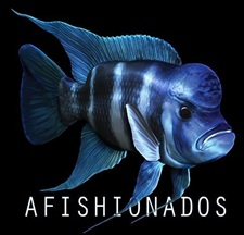 aFISHionados
