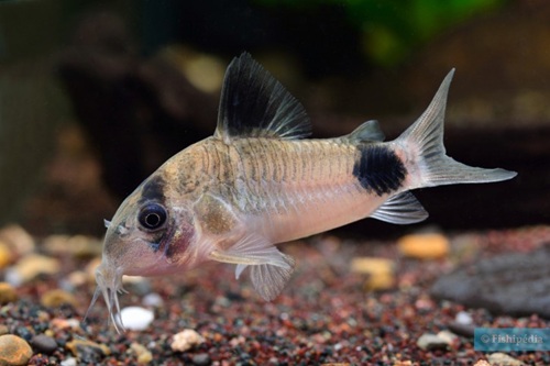 Panda Corydoras