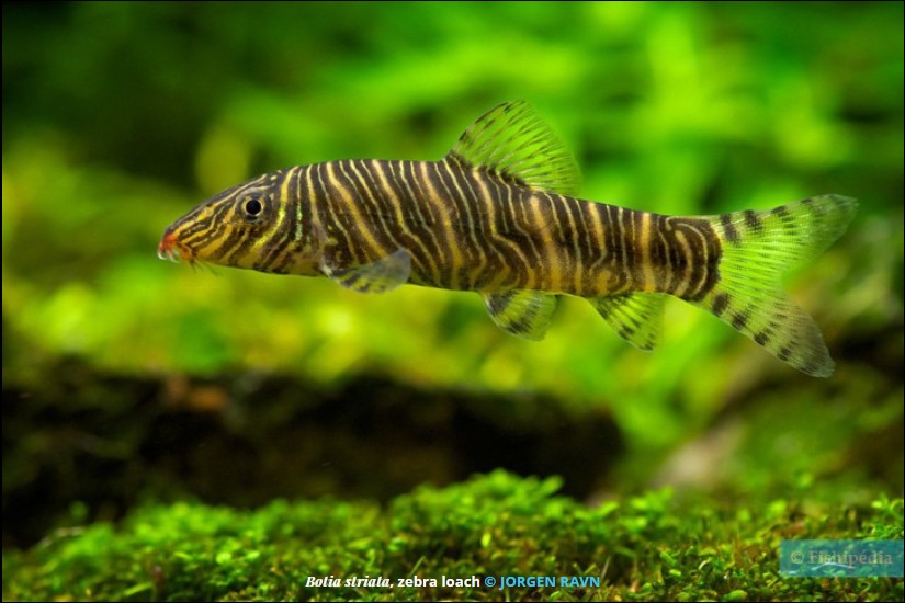 Zebra Loach