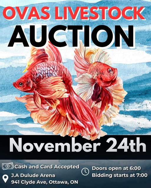 Mini Livestock Auction