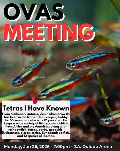 Tetras I Have Known