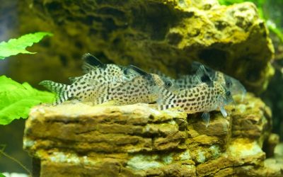 February 23 2026 – Meeting