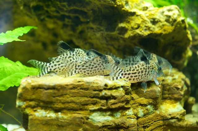 Pic of Cory Catfish