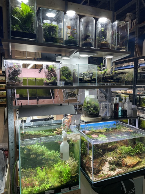 Kowloon Aquarium Tank Display